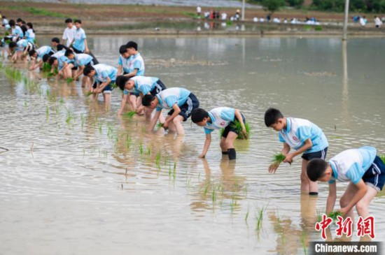 图为5月21日，绥阳县旺草中学学生在旺草万亩大坝体验插秧。唐哲 摄