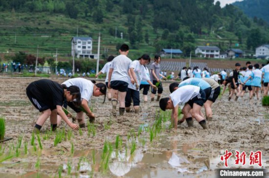 图为5月21日，绥阳县旺草中学学生在旺草万亩大坝体验插秧。唐哲 摄